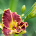 3264_10953_Hemerocallis_Snaggle_Tooth_paevaliilia_2.jpg