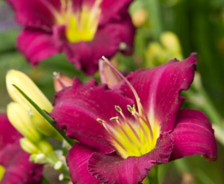 3265_9397_Hemerocallis_Woodside_Amethyst-1-D.jpg