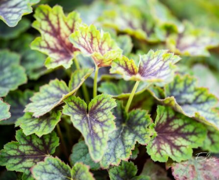 3267_10292_Heuchera_Cocomint_helmikpooris.jpg