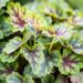 3267_10292_Heuchera_Cocomint_helmikpooris.jpg