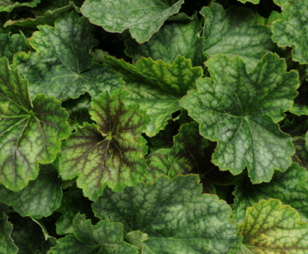 3267_9398_Heuchera_Cocomint-2-D.JPG