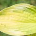 3268_10373_Hosta_Captains_Adventure_3.jpg
