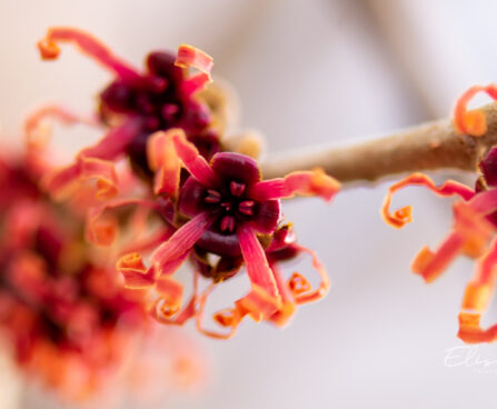 75_11263_Hamamelis_x_intermedia_Jelena_noiapuu_4.jpg