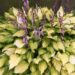 3271_9403_Hosta_Lady_Guinevere-1-D.jpg