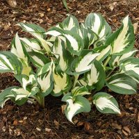 3272_9408_Hosta_Paul_Revere-3-D.jpg