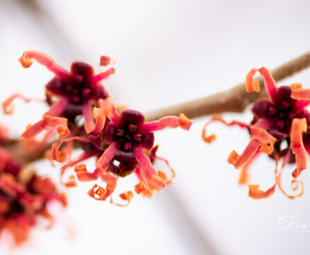 75_11264_Hamamelis_x_intermedia_Jelena_noiapuu_5.jpg