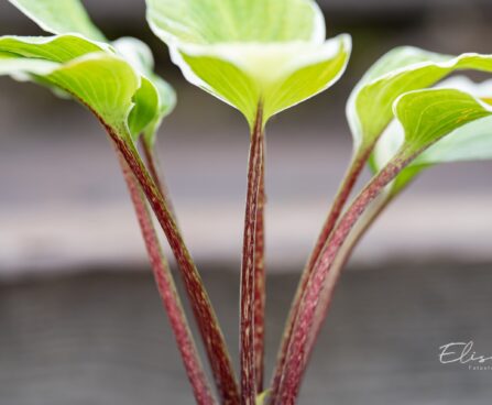 3274_10488_Hosta_Sorbet.jpg