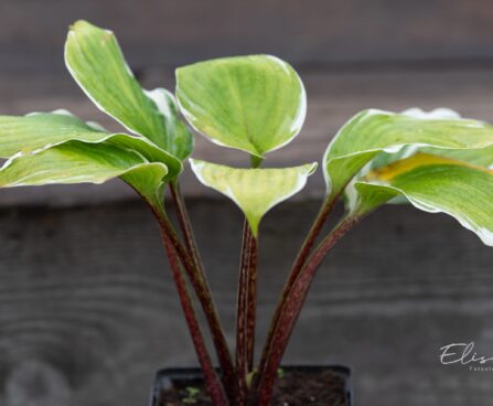 3274_10489_Hosta_Sorbet_2.jpg