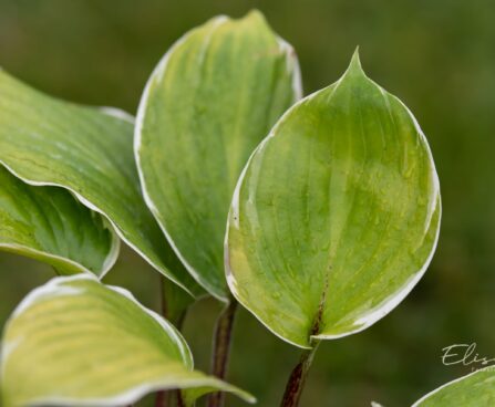 3274_10490_Hosta_Sorbet_3.jpg