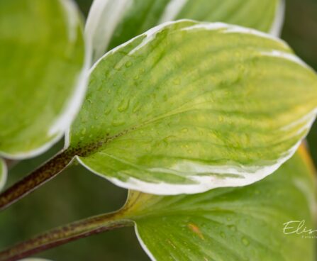 3274_10492_Hosta_Sorbet_5.jpg