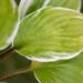 3274_10492_Hosta_Sorbet_5.jpg