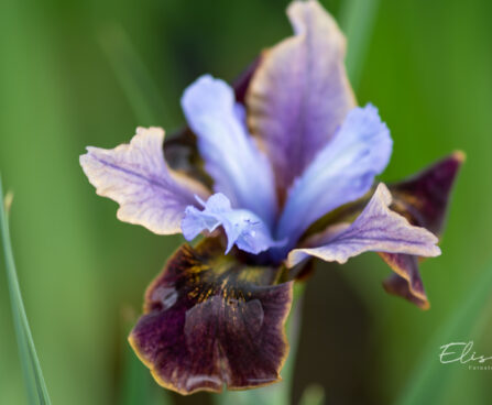 3278_10995_Iris_sibirica_Black_Joker_siberi_iiris.jpg