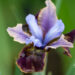 3278_10995_Iris_sibirica_Black_Joker_siberi_iiris.jpg