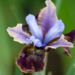 3278_10995_Iris_sibirica_Black_Joker_siberi_iiris.jpg