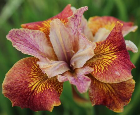 3279_9427_Iris_Paprikash-1-D.jpg