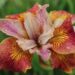 3279_9427_Iris_Paprikash-1-D.jpg