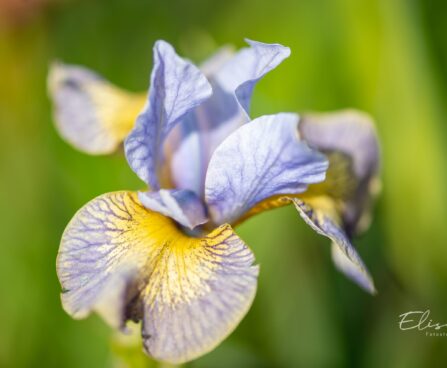 3280_10130_Iris_sibirica_Uncorked_siberi_iiris.jpg