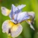 3280_10130_Iris_sibirica_Uncorked_siberi_iiris.jpg