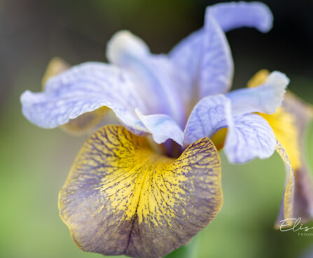 3280_10948_Iris_sibirica_Uncorked_siberi_iiris.jpg