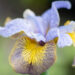 3280_10948_Iris_sibirica_Uncorked_siberi_iiris.jpg