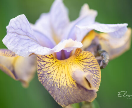 3280_10996_Iris_sibirica_Uncorked_siberi_iiris_2.jpg