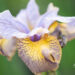 3280_10996_Iris_sibirica_Uncorked_siberi_iiris_2.jpg