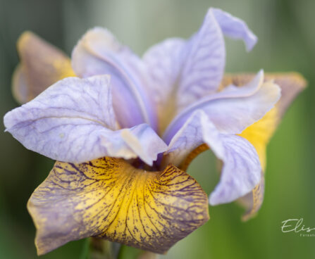 3280_10997_Iris_sibirica_Uncorked_siberi_iiris.jpg