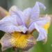 3280_10997_Iris_sibirica_Uncorked_siberi_iiris.jpg