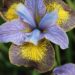 3280_9429_Iris_Uncorked-1-D.jpg