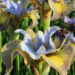 3280_9430_Iris_Uncorked-3-D.jpg