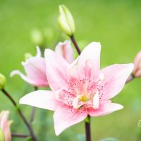 3281_10276_Lilium_asiatic_hybrids_Elodie.jpg