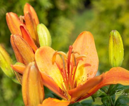 3283_10241_Lilium_asiatic_hybrids_FantAsiatic_Sparkliilia.jpg