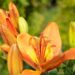 3283_10241_Lilium_asiatic_hybrids_FantAsiatic_Sparkliilia.jpg