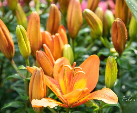 3283_10242_Lilium_asiatic_hybrids_FantAsiatic_Spark_liilia_2.jpg