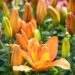 3283_10242_Lilium_asiatic_hybrids_FantAsiatic_Spark_liilia_2.jpg