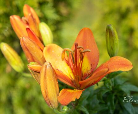 3283_10243_Lilium_asiatic_hybrids_FantAsiatic_Spark_liilia.jpg