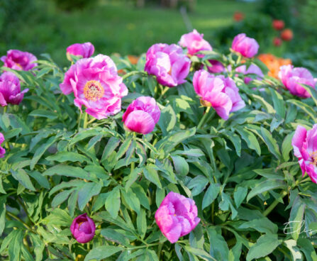 3288_11123_Paeonia_Itoh_pojeng_.jpg