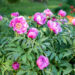 3288_11123_Paeonia_Itoh_pojeng_.jpg