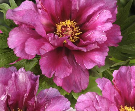 3288_9442_Paeonia_Morning_Lilac-1-G.jpg