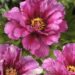 3288_9442_Paeonia_Morning_Lilac-1-G.jpg