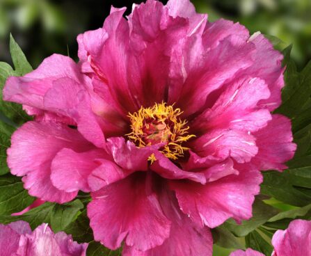 3288_9457_Paeonia_Morning_Lilac-1-G.jpg