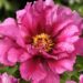 3288_9457_Paeonia_Morning_Lilac-1-G.jpg