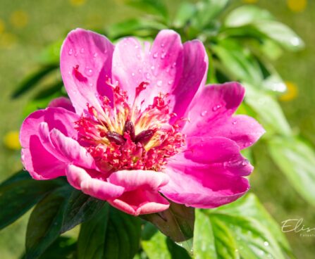 3292_10202_Paeonia_lactiflora_Belleville_pojeng_3.jpg