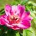 3292_10202_Paeonia_lactiflora_Belleville_pojeng_3.jpg