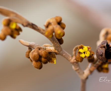 76_11248_Hamamelis_x_intermedia_Westerstede_noiapuu_2.jpg