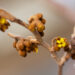 76_11248_Hamamelis_x_intermedia_Westerstede_noiapuu_2.jpg