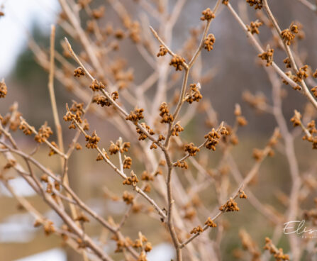 76_11249_Hamamelis_x_intermedia_Westerstede_noiapuu.jpg