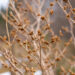 76_11249_Hamamelis_x_intermedia_Westerstede_noiapuu.jpg