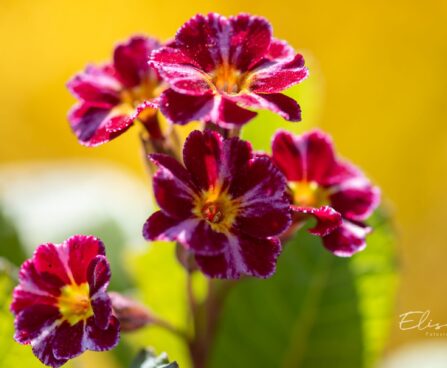 3299_9994_Primula_Don_Keefe_priimula_2.jpg