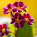 3299_9994_Primula_Don_Keefe_priimula_2.jpg